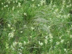 Stipa pennata