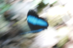 Morpho achilles