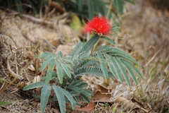 Calliandra dysantha