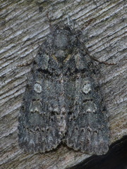 Acronicta tristis