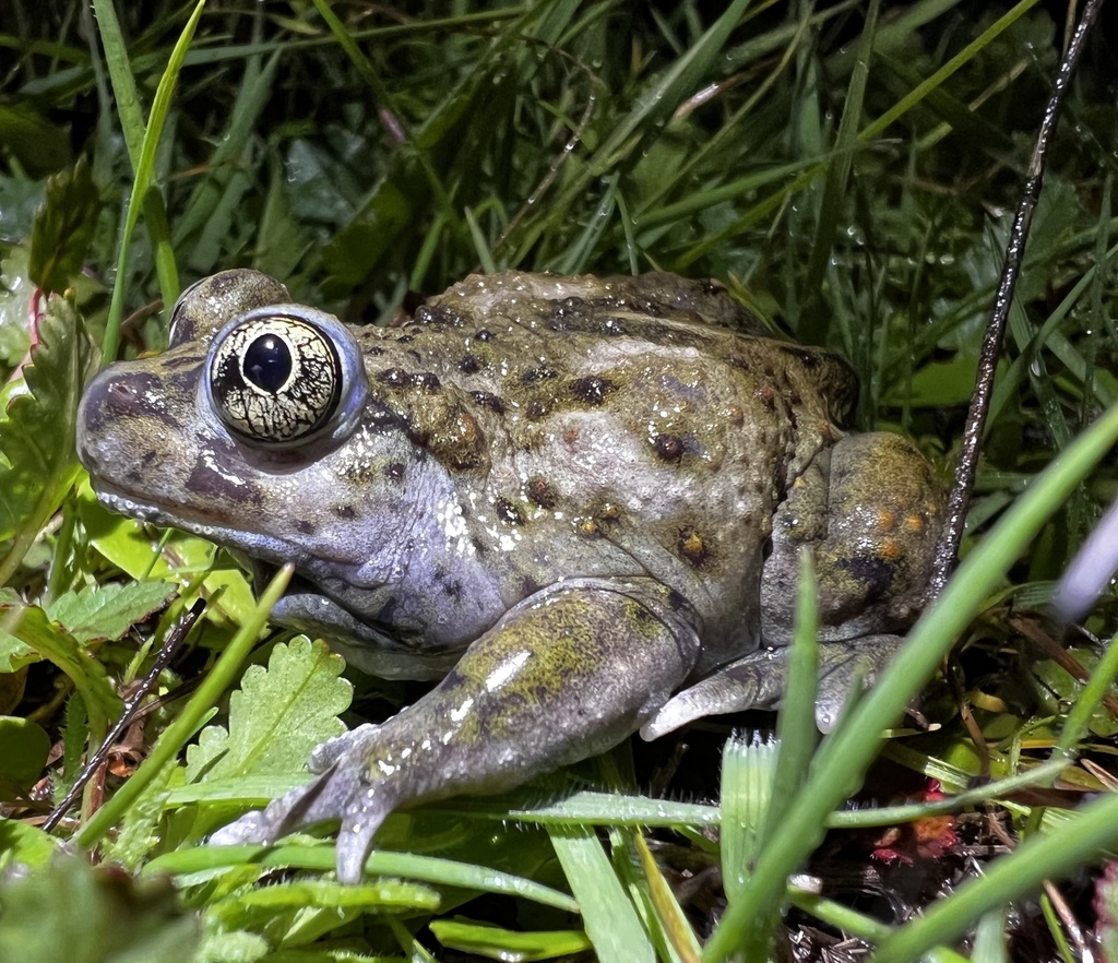 Western Spadefoot in January 2023 by coolpapa1 · iNaturalist