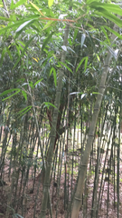 Chimonobambusa quadrangularis