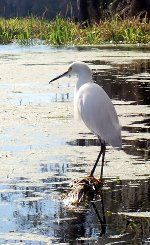 Snowy Egret photographed in Florida