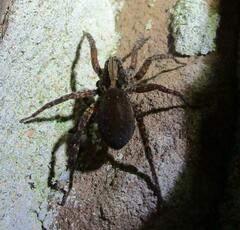 Varacosa