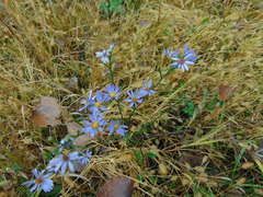 Symphyotrichum oolentangiense