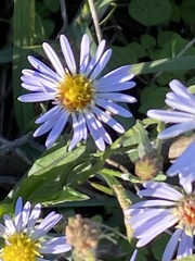 Symphyotrichum simmondsii
