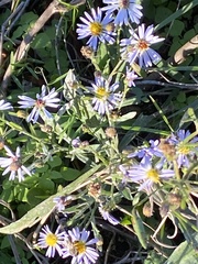 Symphyotrichum simmondsii