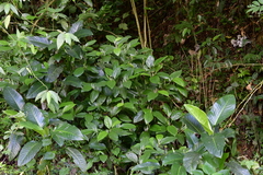 Piper glabrescens