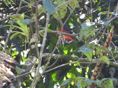Piranga rubra