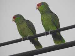Amazona viridigenalis
