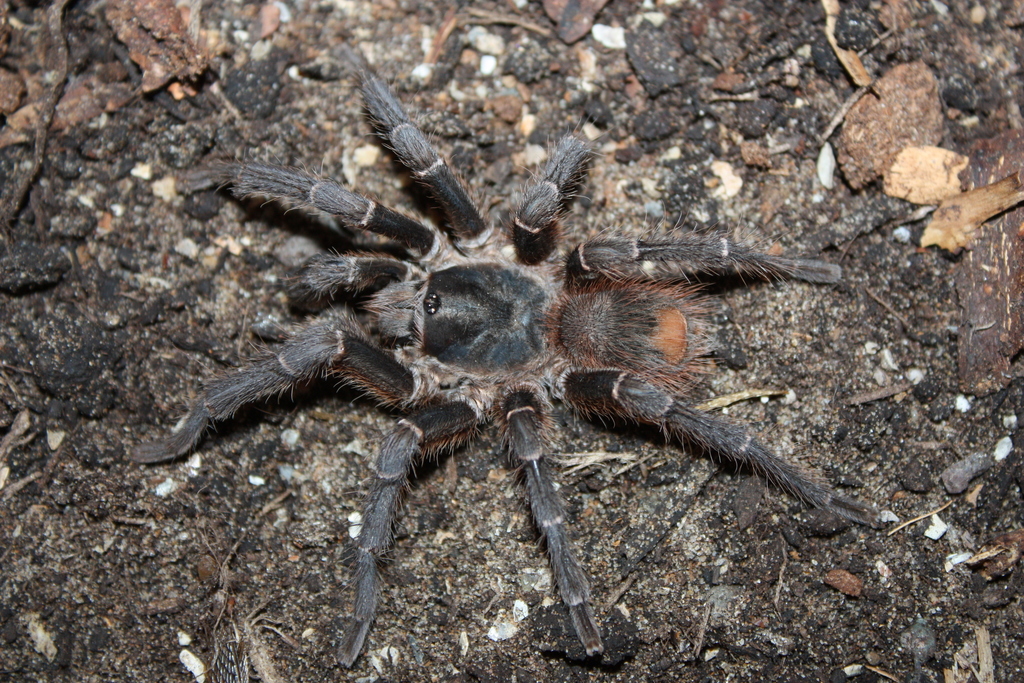 Giant Black-and-white Tarantula
