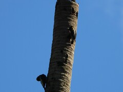 Melanerpes chrysauchen