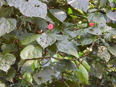 Malvaviscus arboreus