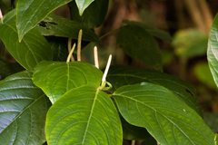 Piper glabrescens