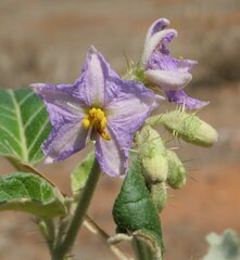 Solanum lucani