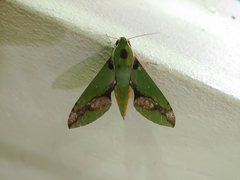 Xylophanes chiron