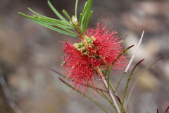 Melaleuca linearis