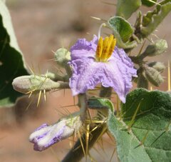 Solanum lucani