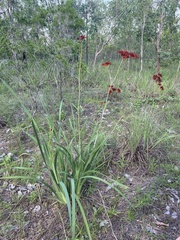 Haemodorum coccineum