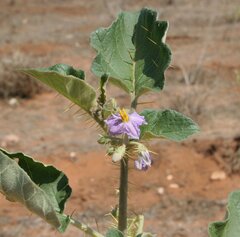 Solanum lucani