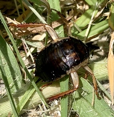 Drymaplaneta semivitta