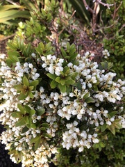 Gaultheria crassa