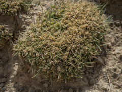 Agrostis muscosa