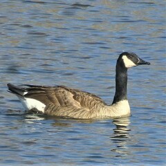 Branta canadensis