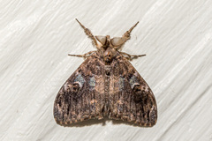 Orgyia postica