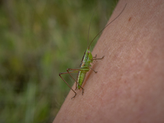 Conocephalus bilineatus