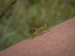 Conocephalus bilineatus