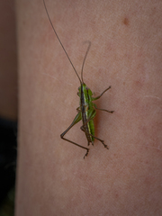 Conocephalus bilineatus