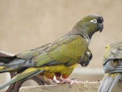 Cyanoliseus patagonus