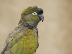 Cyanoliseus patagonus