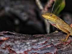 Anolis scypheus