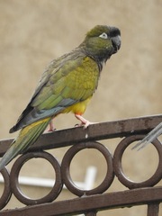 Cyanoliseus patagonus