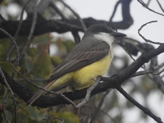 Tyrannus crassirostris