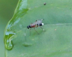 Goryphus basilaris