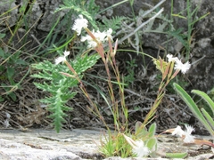 Dianthus acicularis