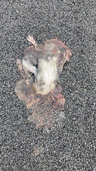 Eudyptula minor iredalei