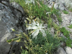 Dianthus acicularis