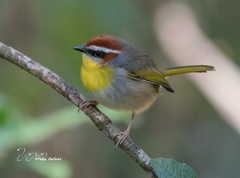 Basileuterus rufifrons
