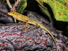 Anolis scypheus
