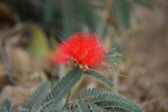 Calliandra dysantha