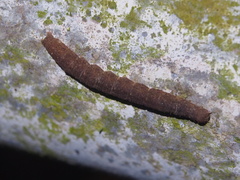 Rusicada nigritarsis