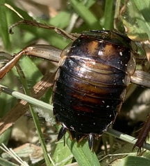 Drymaplaneta semivitta
