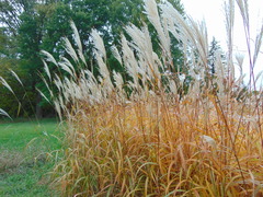 Miscanthus sacchariflorus
