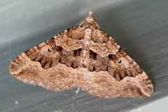 Epyaxa agelasta