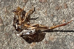 Drymaplaneta semivitta