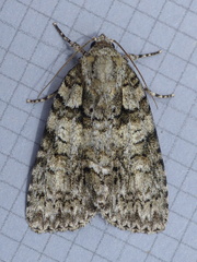 Acronicta increta